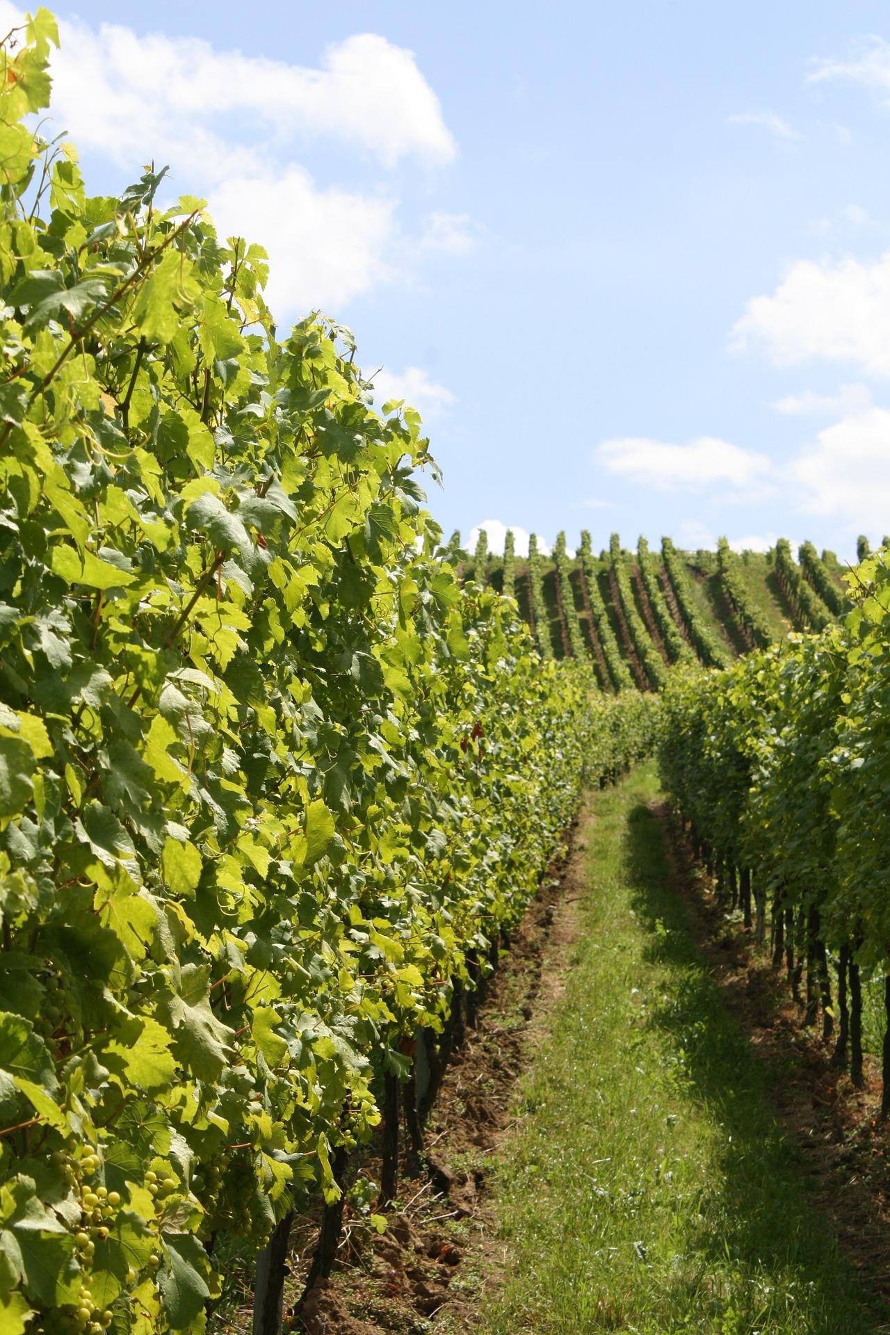 image de vigne
